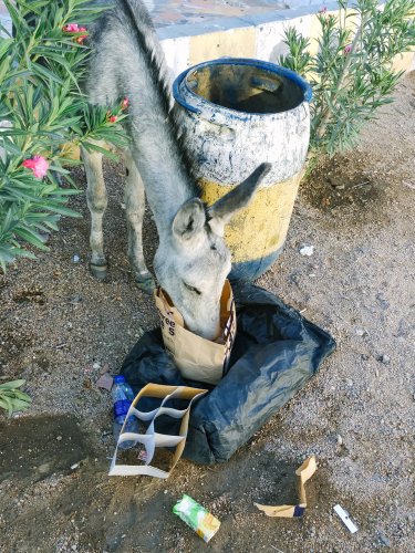 Ezel voeding giftig Donkey Sanctuary