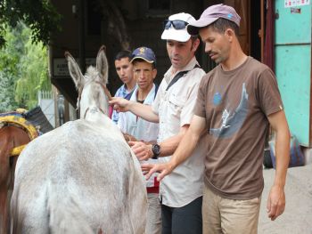 Ezel stichting Donkey Sanctuary