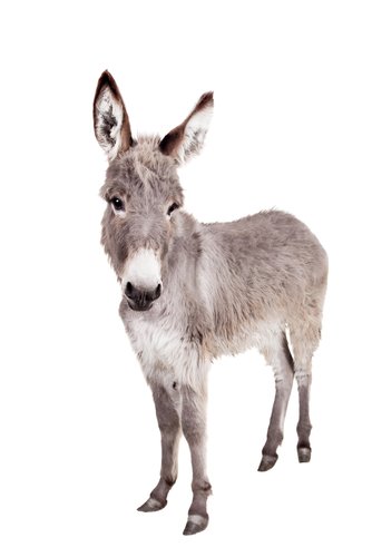 Waarom balkt een ezel? Donkey Sanctuary