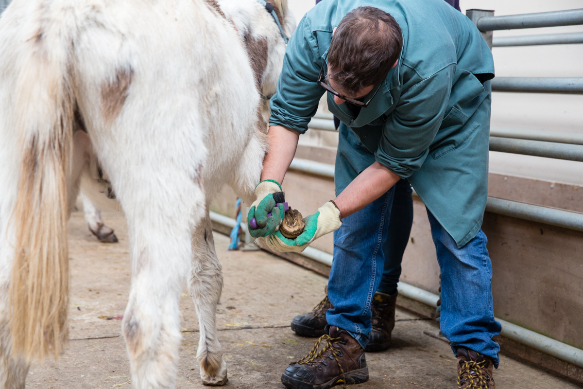 Hoefverzorging ezels Donkey Sanctuary 