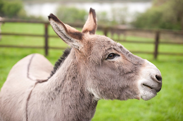 Verzorging van een ezel Donkey Sanctuary 