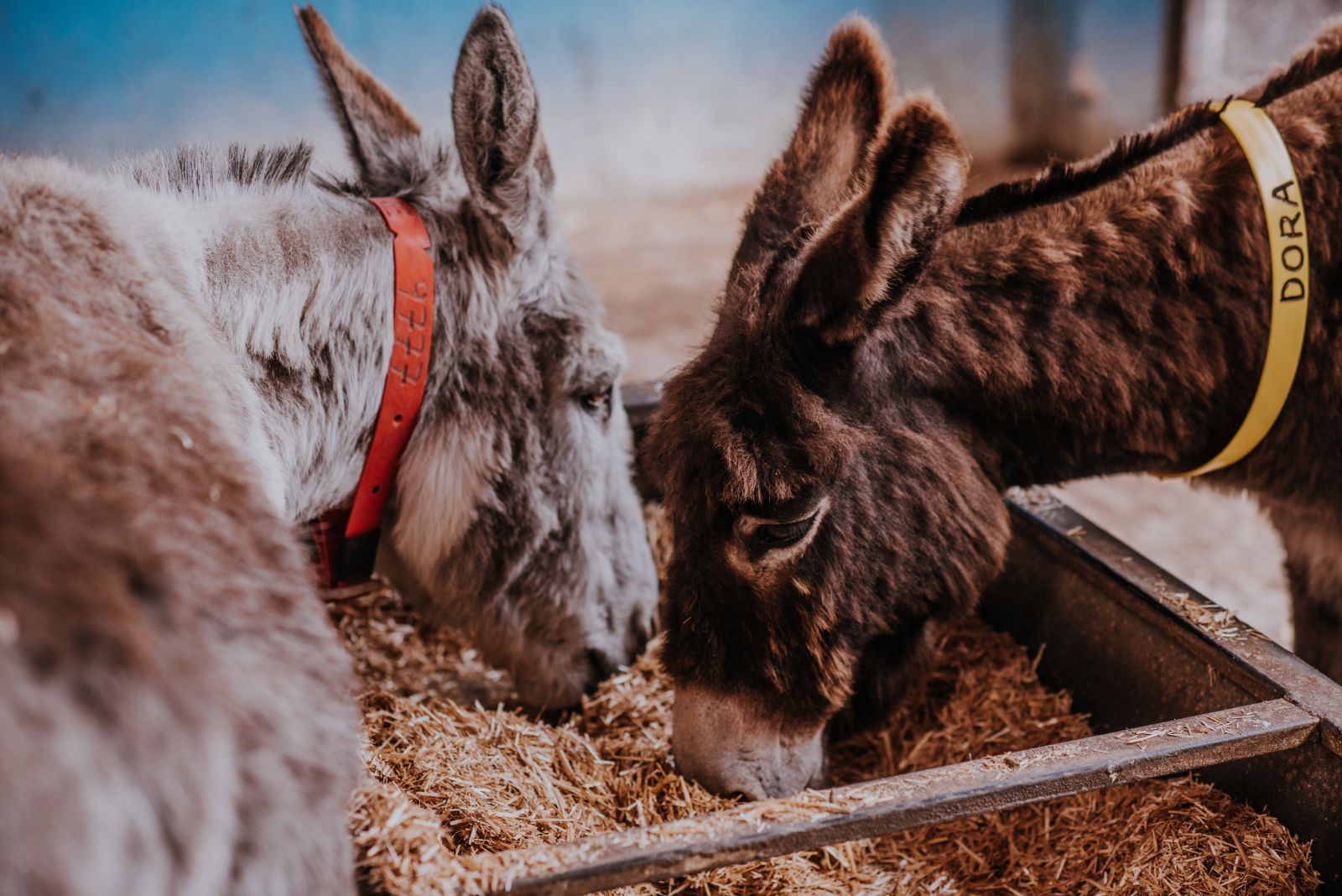 Voeding voor ezels Donkey Sanctuary 