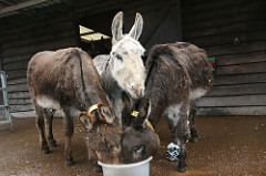 voeding voor een ezel Donkey Sanctuary 