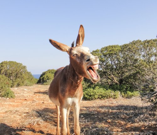 Welk geluid maakt een ezel? Donkey Sanctuary 