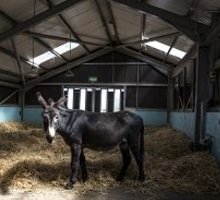 Huisvesting voor ezels